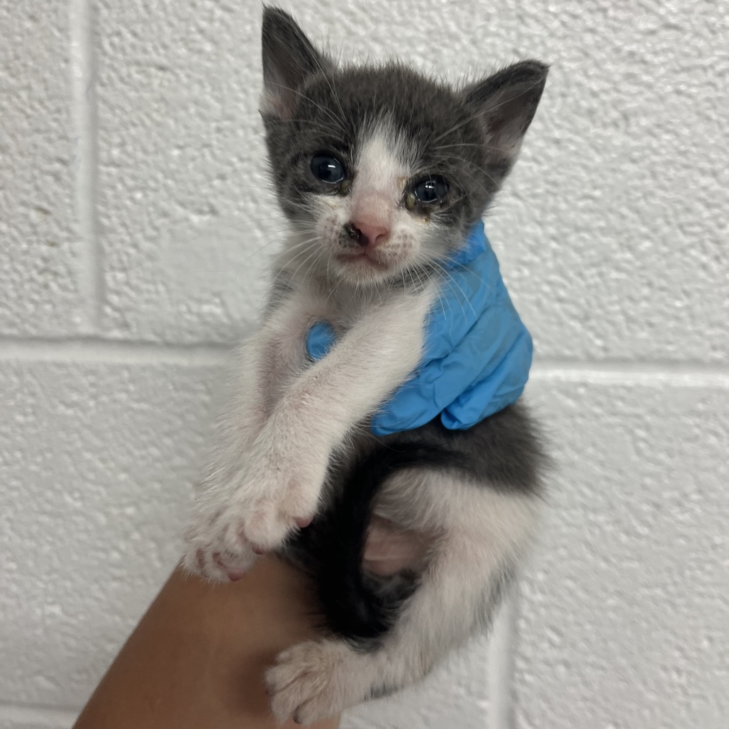ARCHER A4 - Domestic Shorthair available for adoption