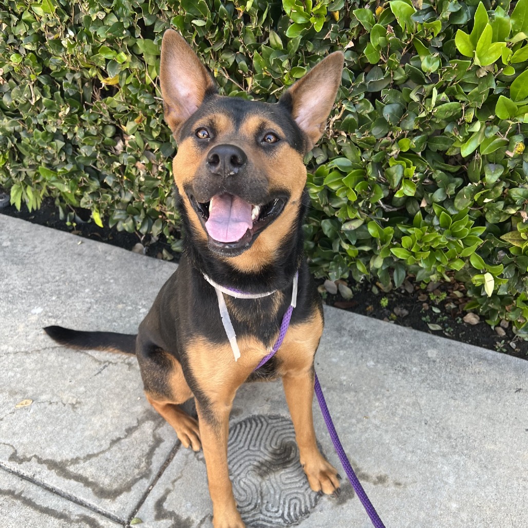 German Shepherd