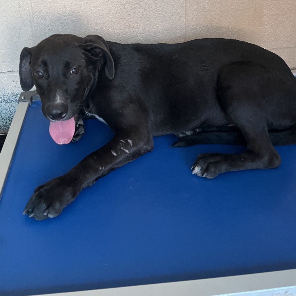 DUCKY - Terrier, American Staffordshire / Mixed Breed (Large) available for adoption