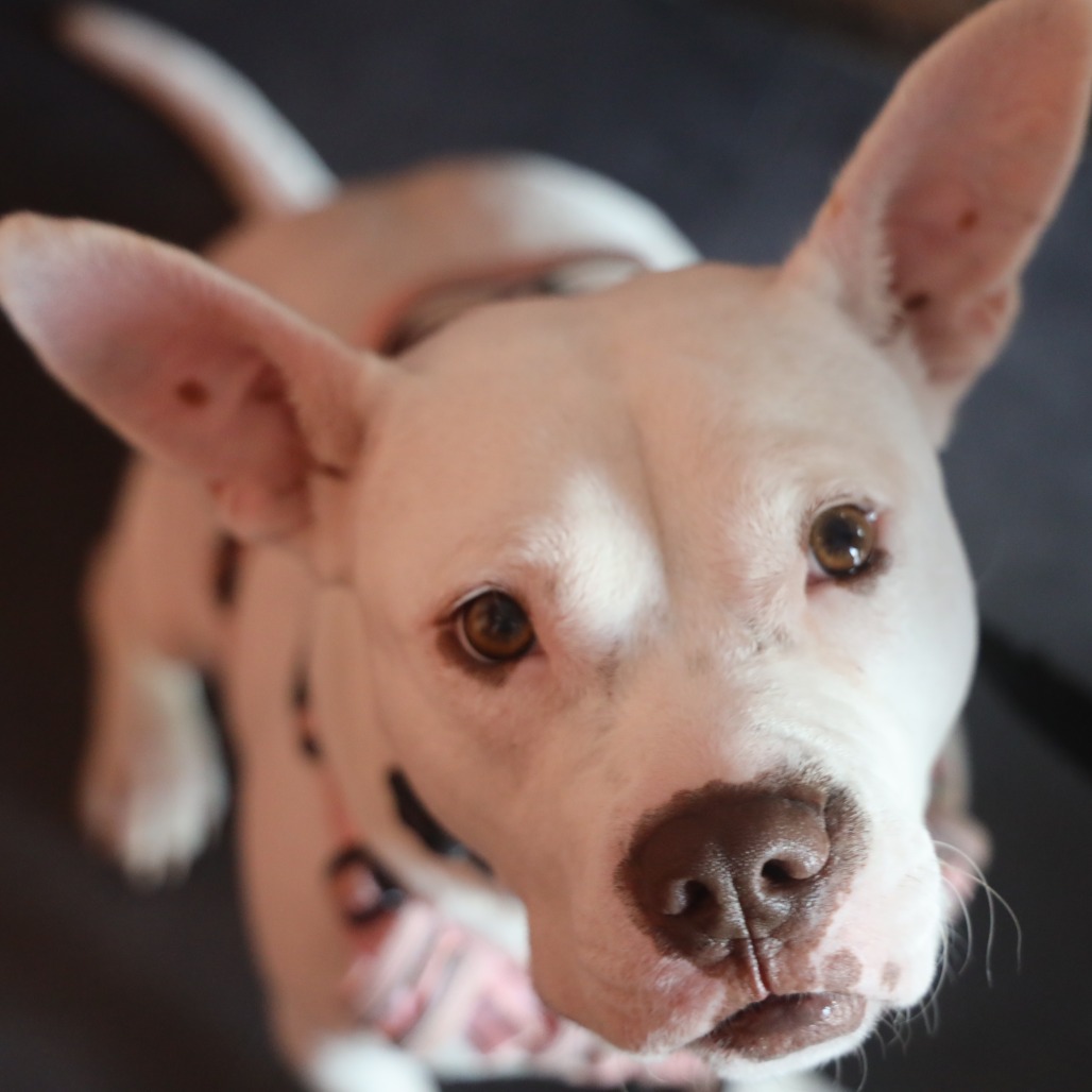 Princess Zelda — thumbnail 4