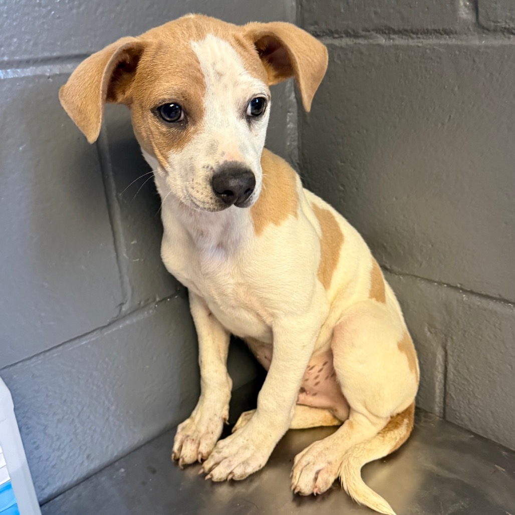 Tusc Stray 84230 2 3 4 5 6
