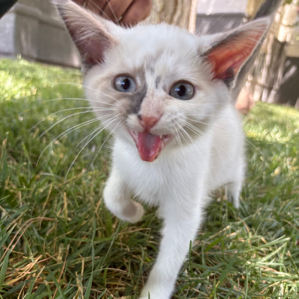ALABASTER - Domestic Shorthair available for adoption