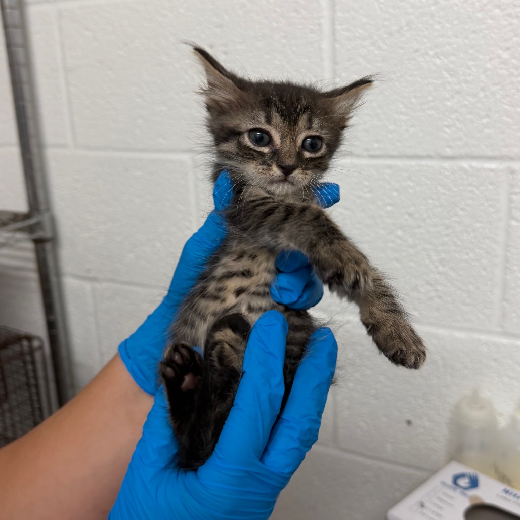 CRUNCHWRAP SUPREME - Domestic Shorthair available for adoption