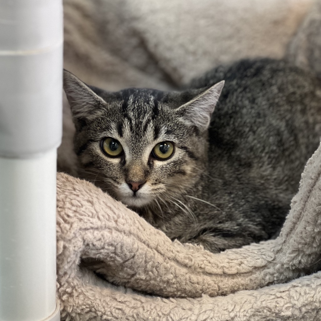 PUDGE (661519) - Domestic Shorthair available for adoption