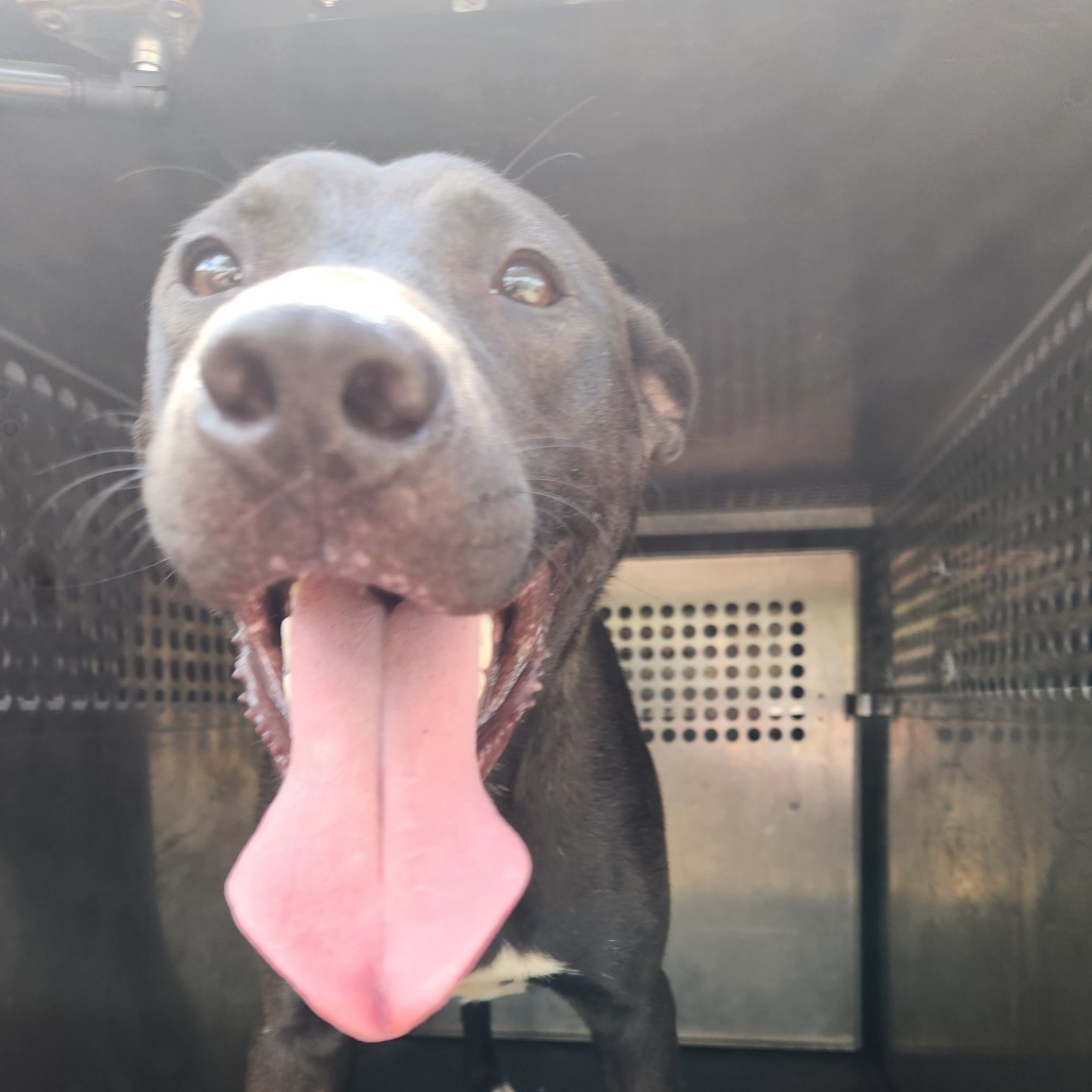 Pit Bull