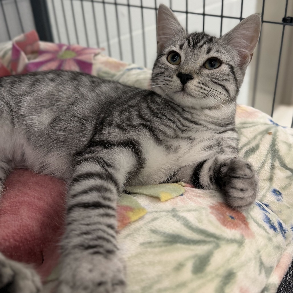BIJIN (BONDED TO RUBY JUNE) - Domestic Shorthair available for adoption