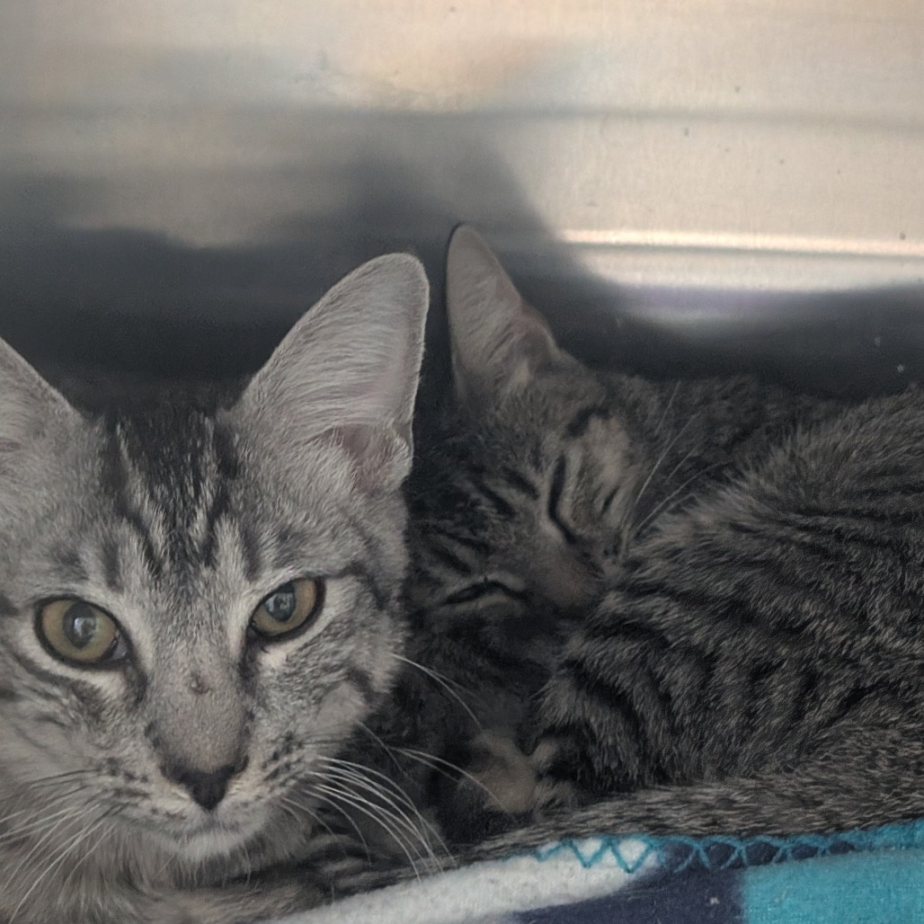 TIMMY - Domestic Shorthair available for adoption