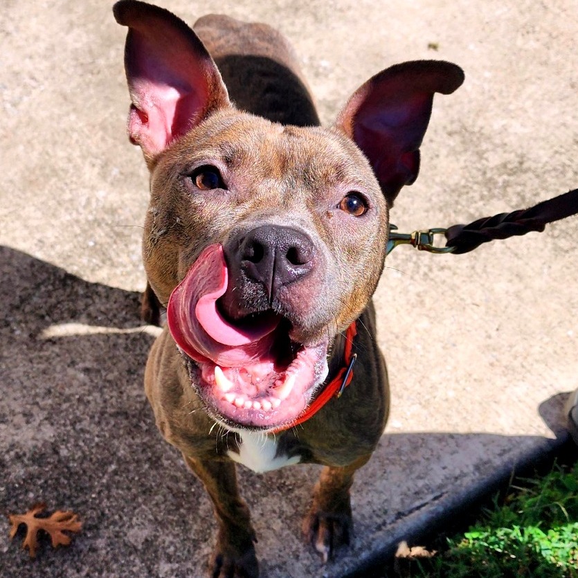 BRIT - Terrier / American Pit Bull available for adoption
