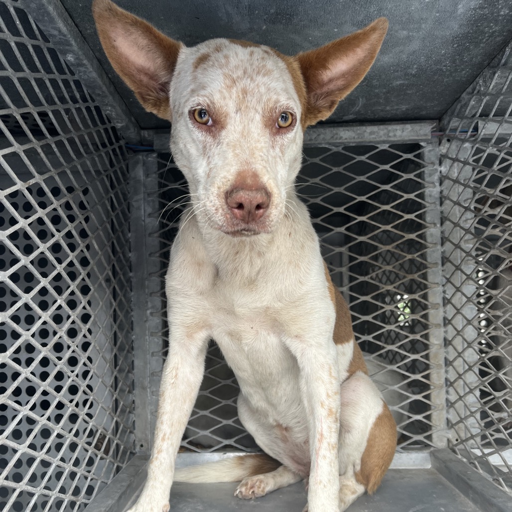 SANGRIA - Cattle Dog, Australian (Red Heeler) / Mix available for adoption