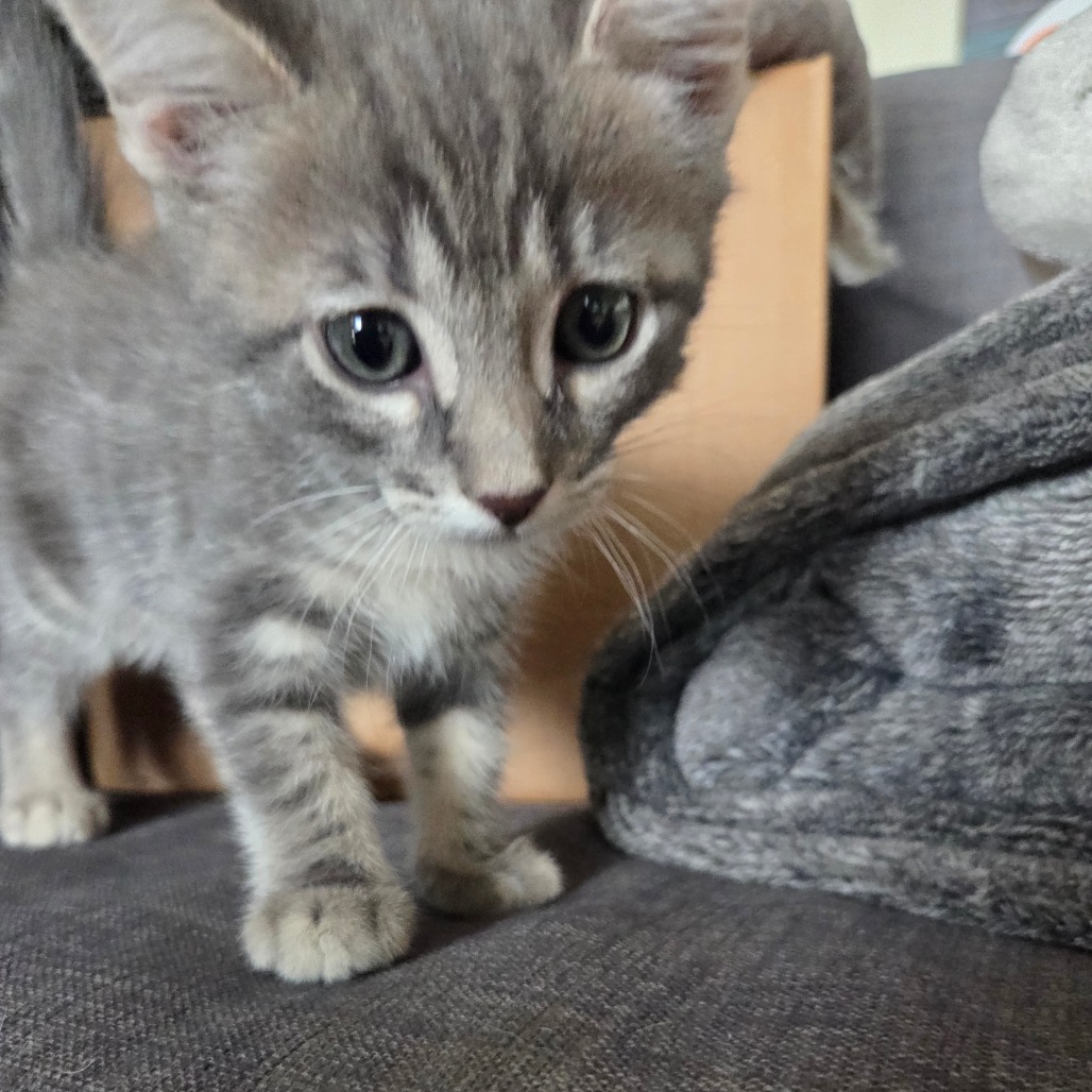 Tzatziki, photo 3