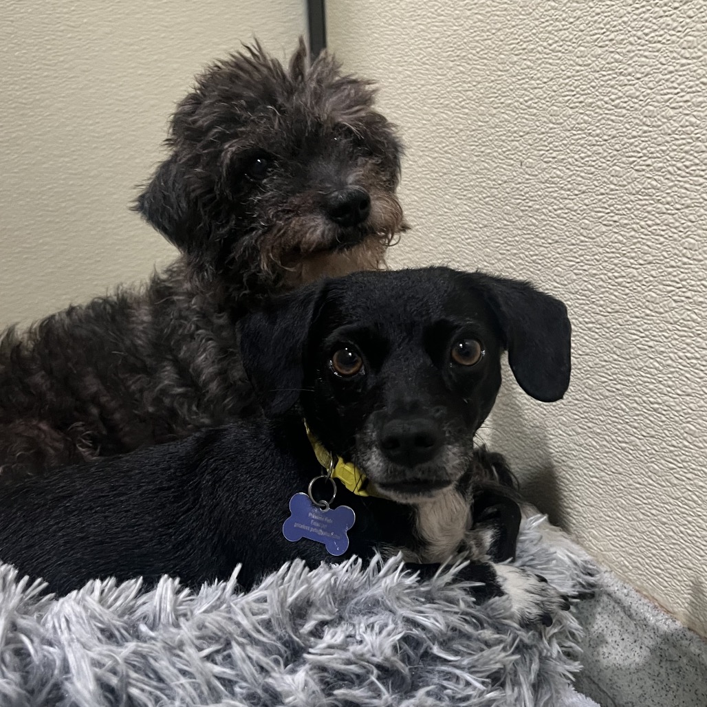 Star (bonded with Twinkle) - Costa Mesa Location, photo 18