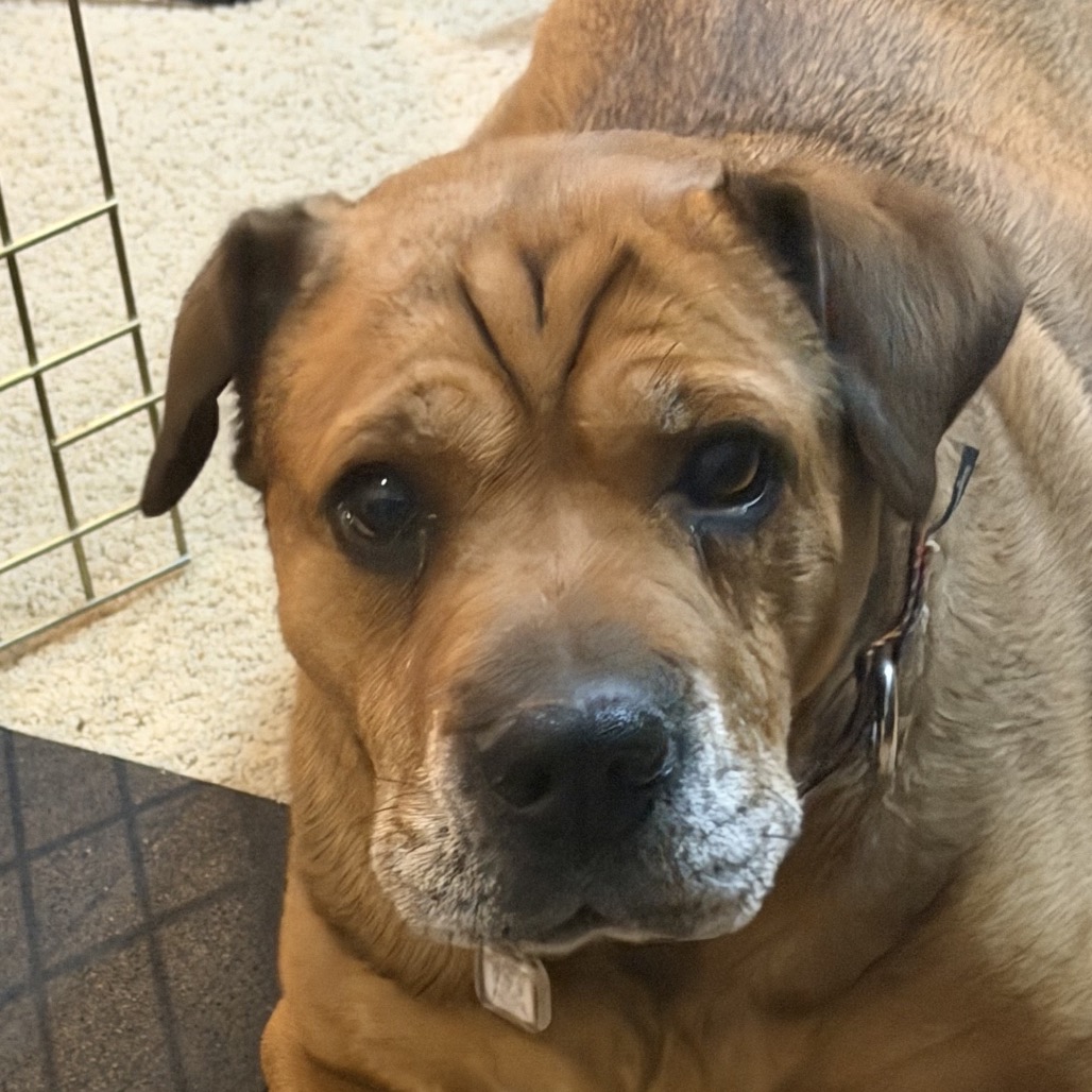 Zoey, photo 29