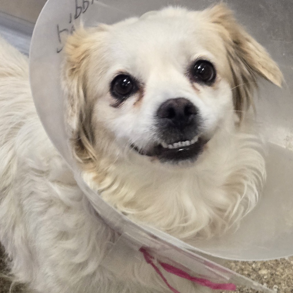 PUMPKIN SPICE - Mixed Breed (Small) available for adoption