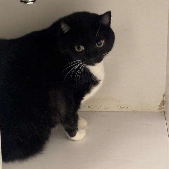 ALCHEMY - Domestic Shorthair available for adoption