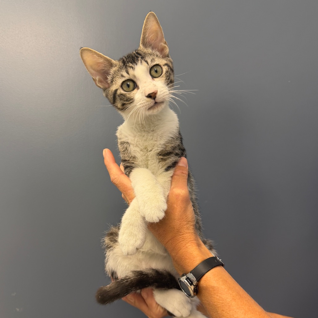 RORY - Domestic Shorthair available for adoption