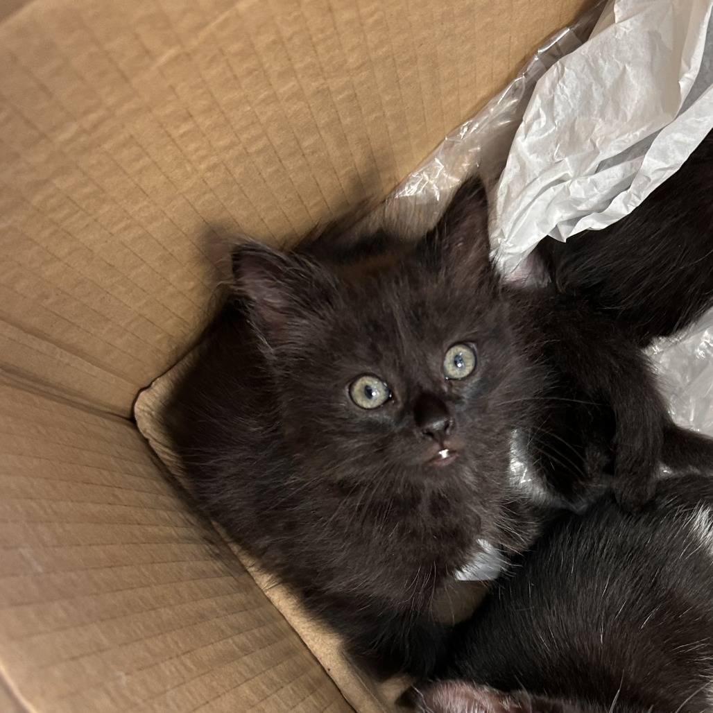 Humza is available for adoption at ACCT Philly