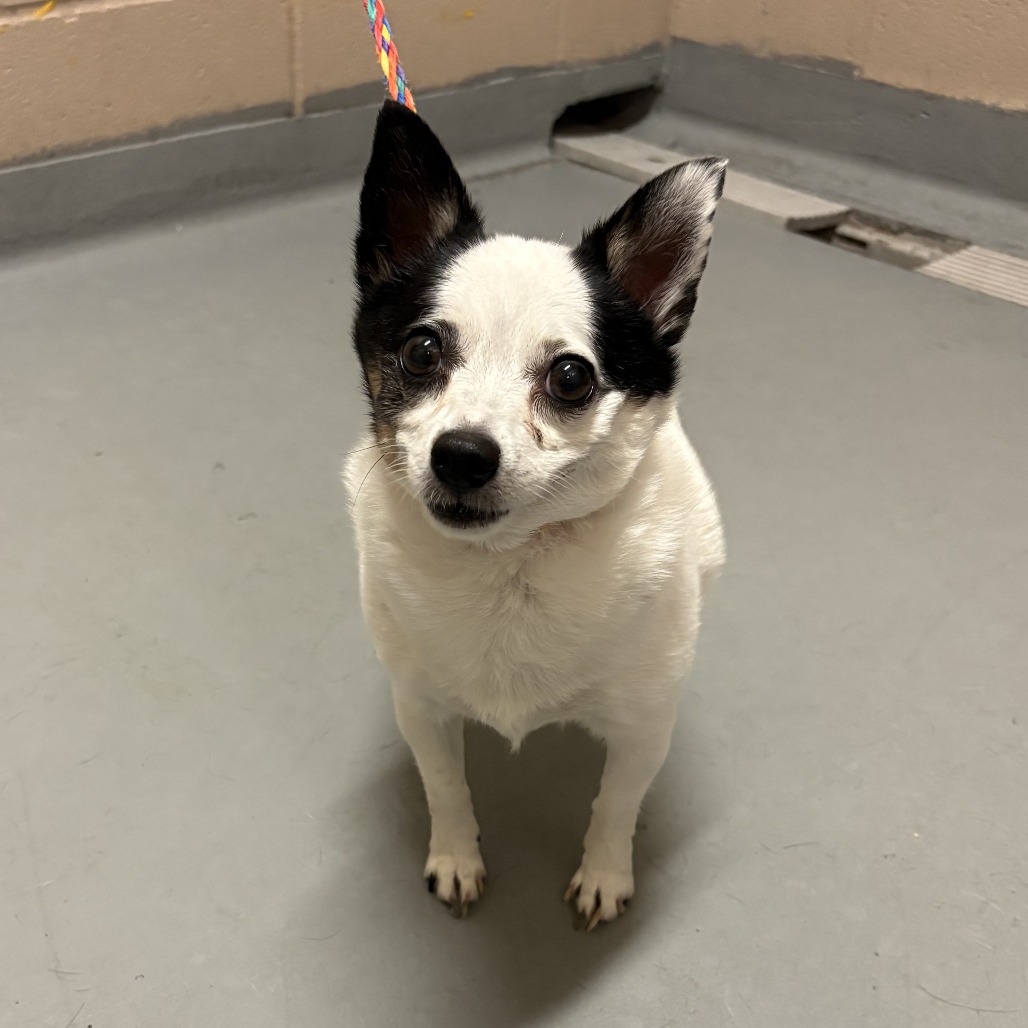 Chihuahua