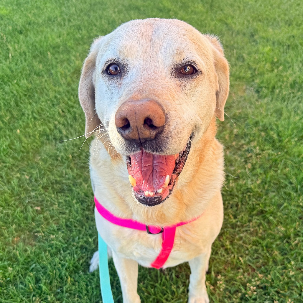 Wrigley, adoptable senior Retriever, Yellow Labrador