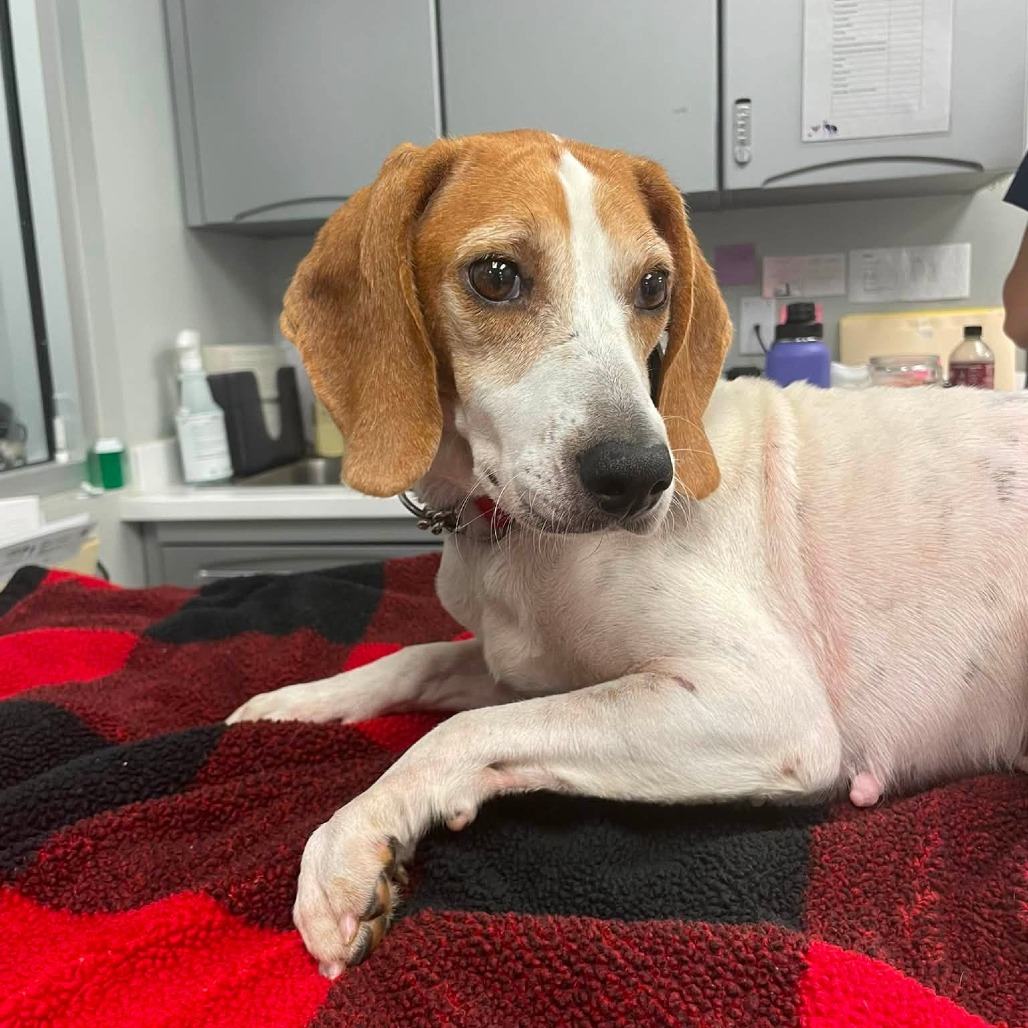 HONEY - Beagle / Mixed Breed (Medium) for adoption in Dayton