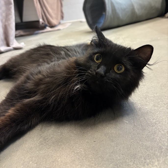 Photo of Looney Tuna 8