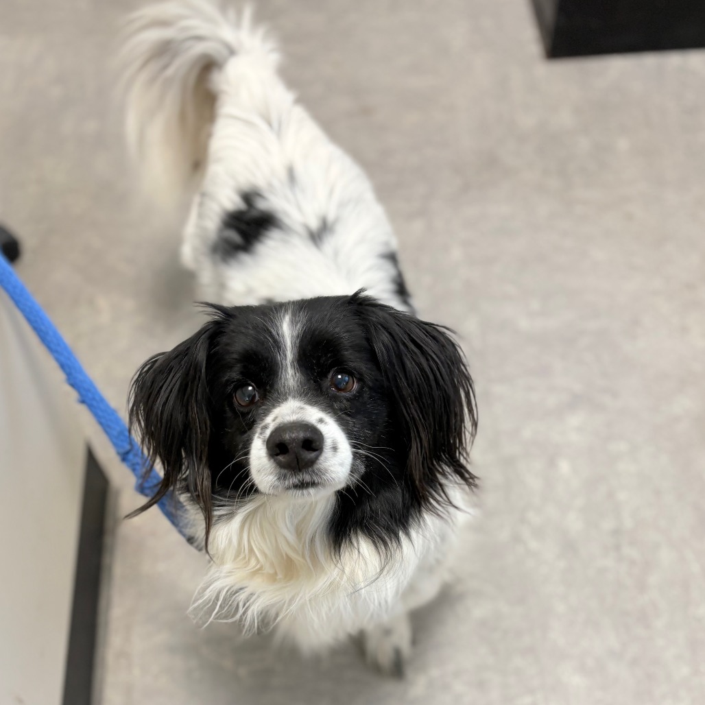 Cyrus — thumbnail 2