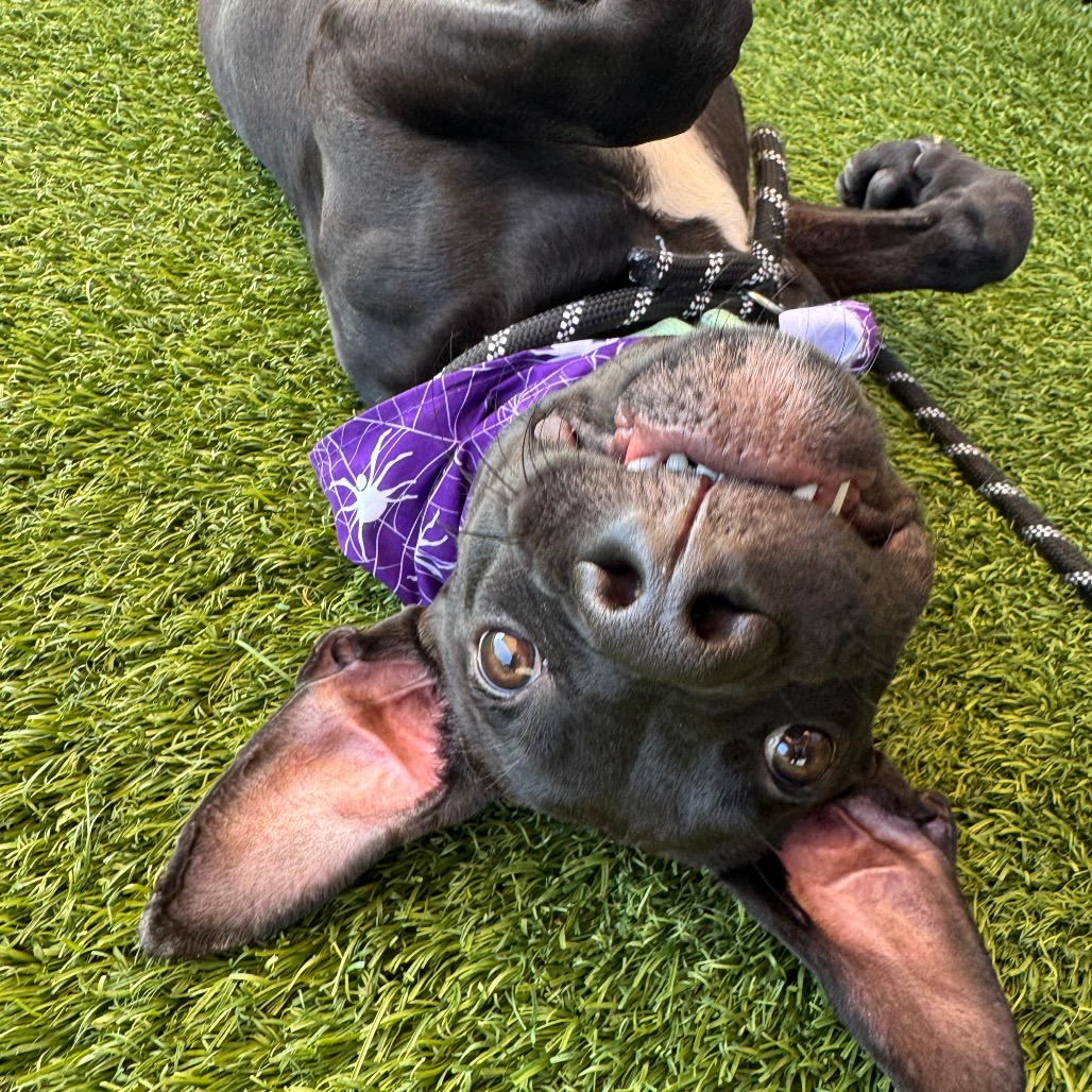 CHEWY - Mixed Breed (Medium) available for adoption