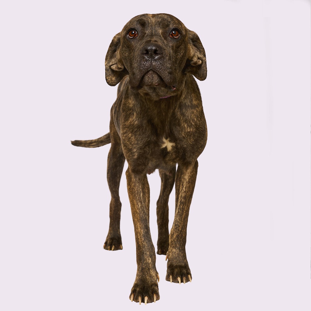 Ruby aka "Chili" — thumbnail 3