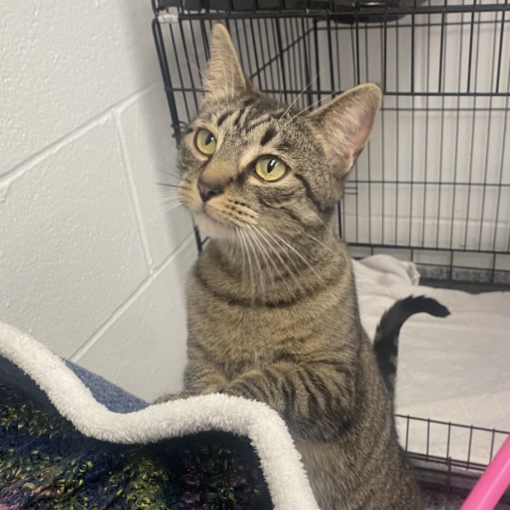 KETCHUP - Domestic Shorthair / Mix available for adoption