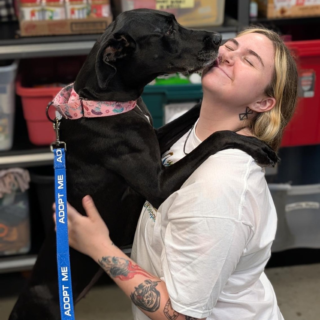 SHAZA - Mixed Breed (Medium) available for adoption