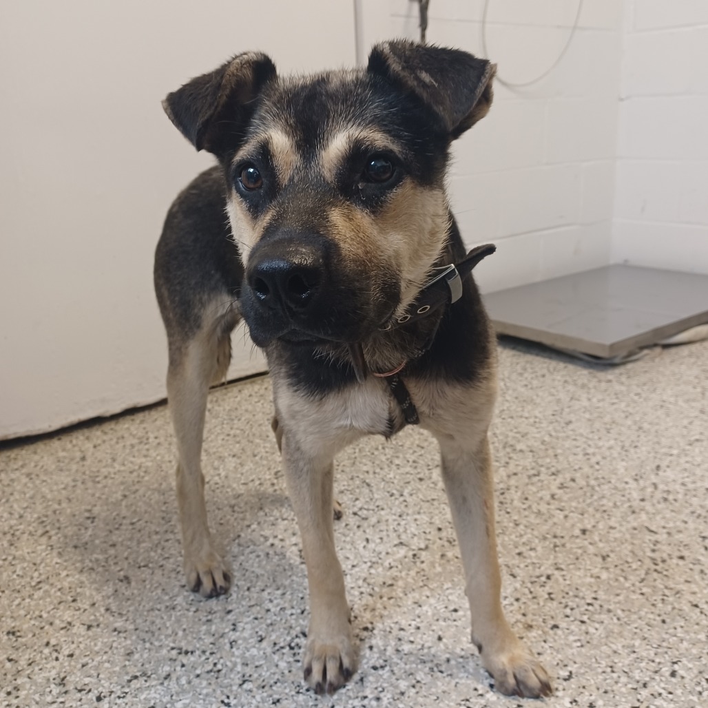 TIKI - Shepherd / Retriever available for adoption