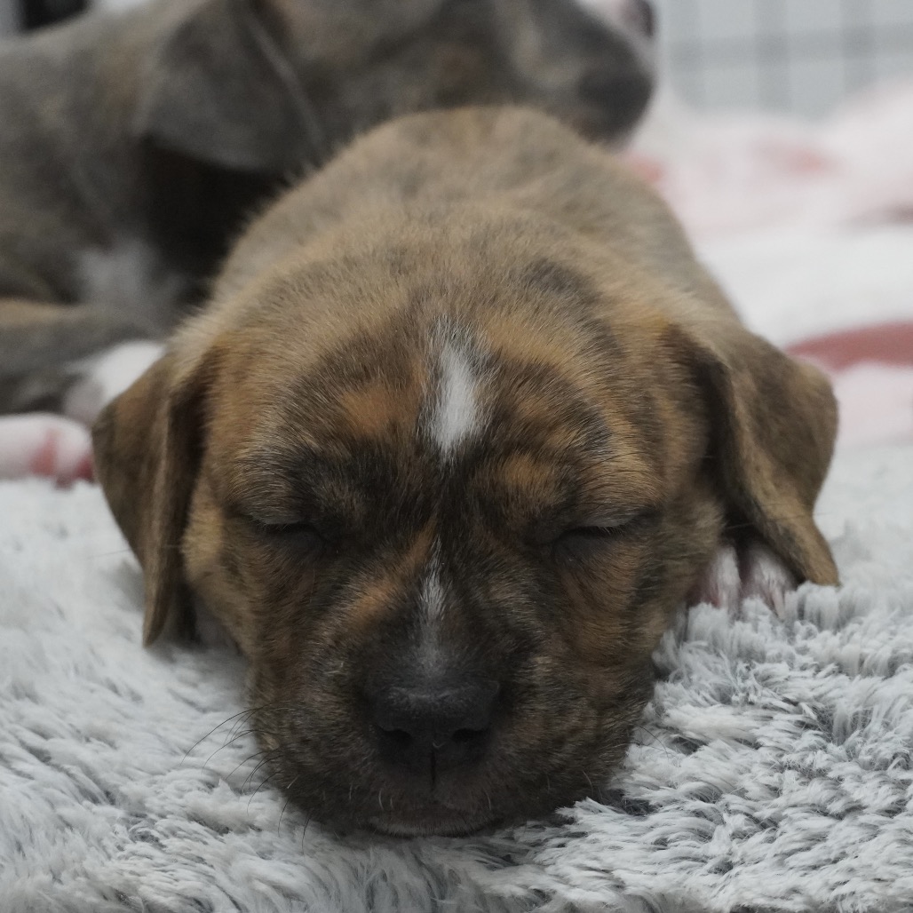 Miami Puppy - Willow, photo 6