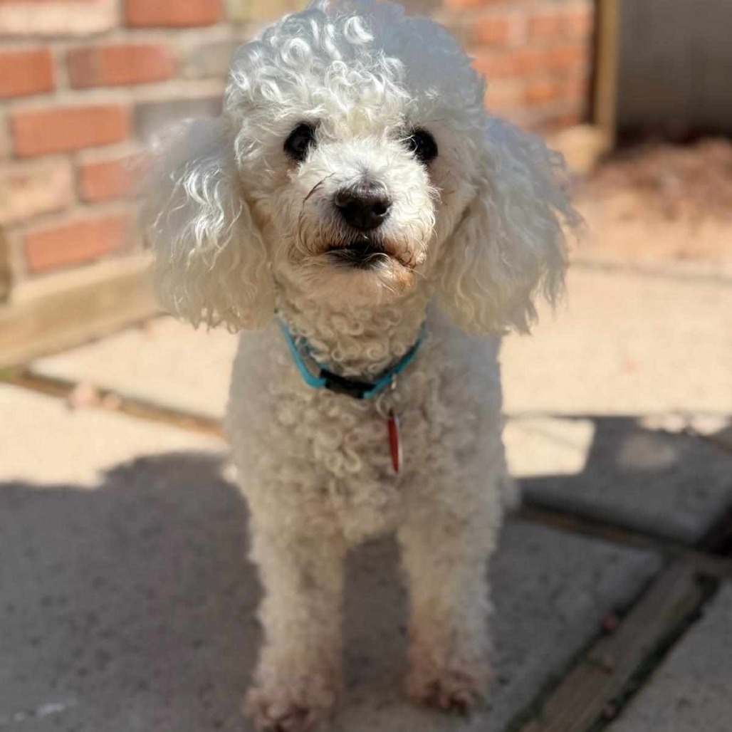 Daisy