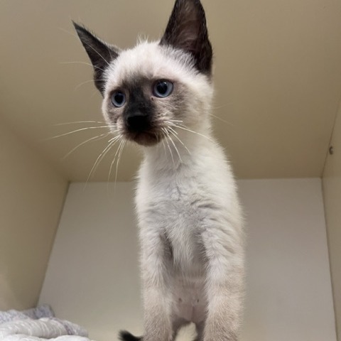 CUCUMBER MELON - Domestic Shorthair / Siamese available for adoption