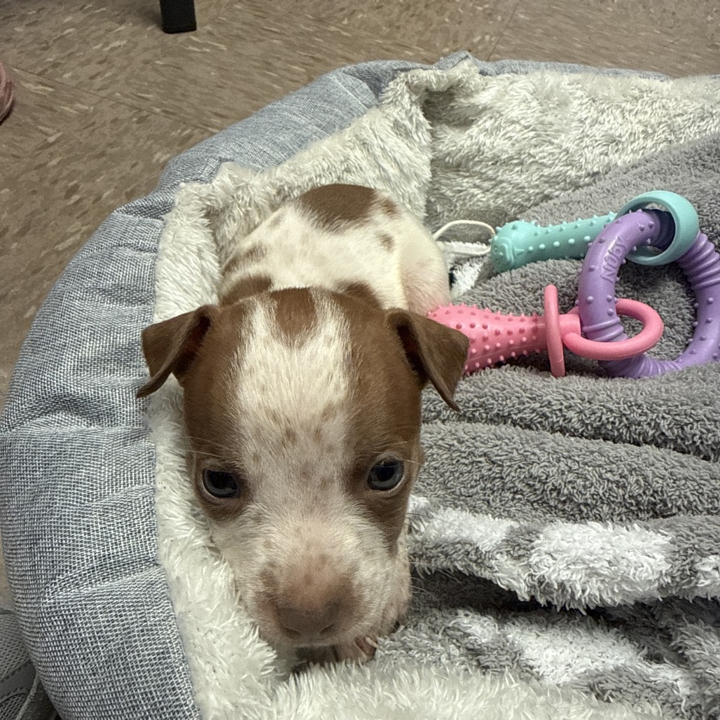 Tusc Stray 84001 2 3 4 5 6 7 8 9