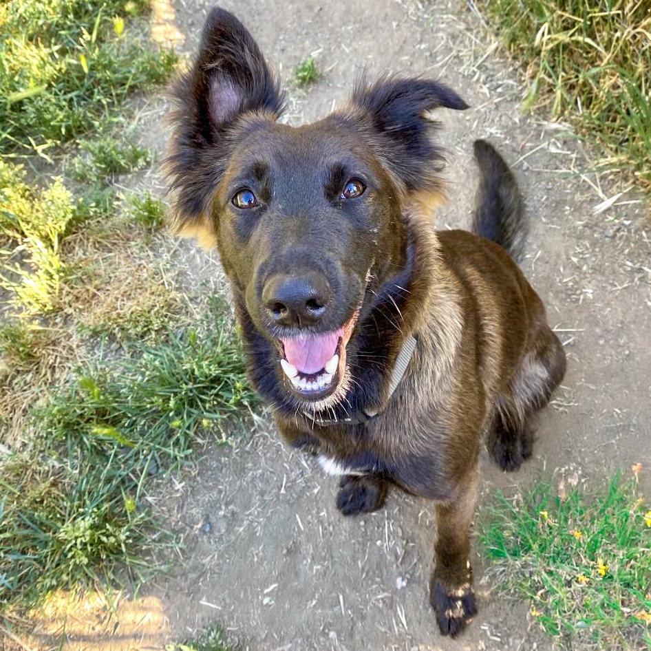 OLIVE, photo 2