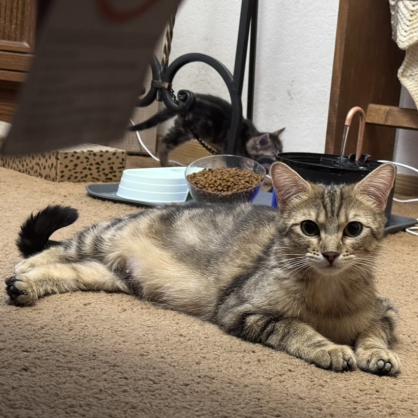 MILKSHAKE - Domestic Shorthair available for adoption