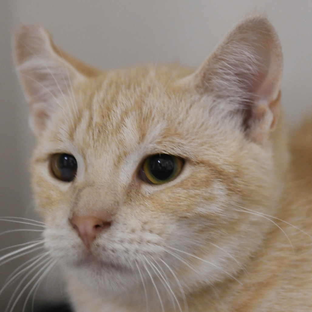 Finnegan - Domestic Shorthair