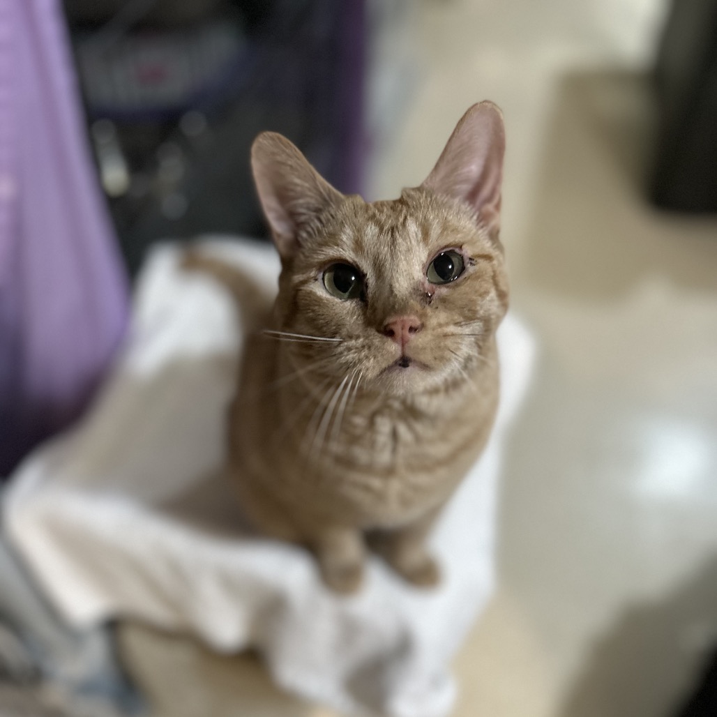 Peach, photo 6