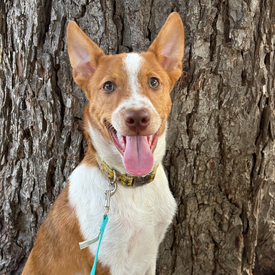 Ollie, photo 20