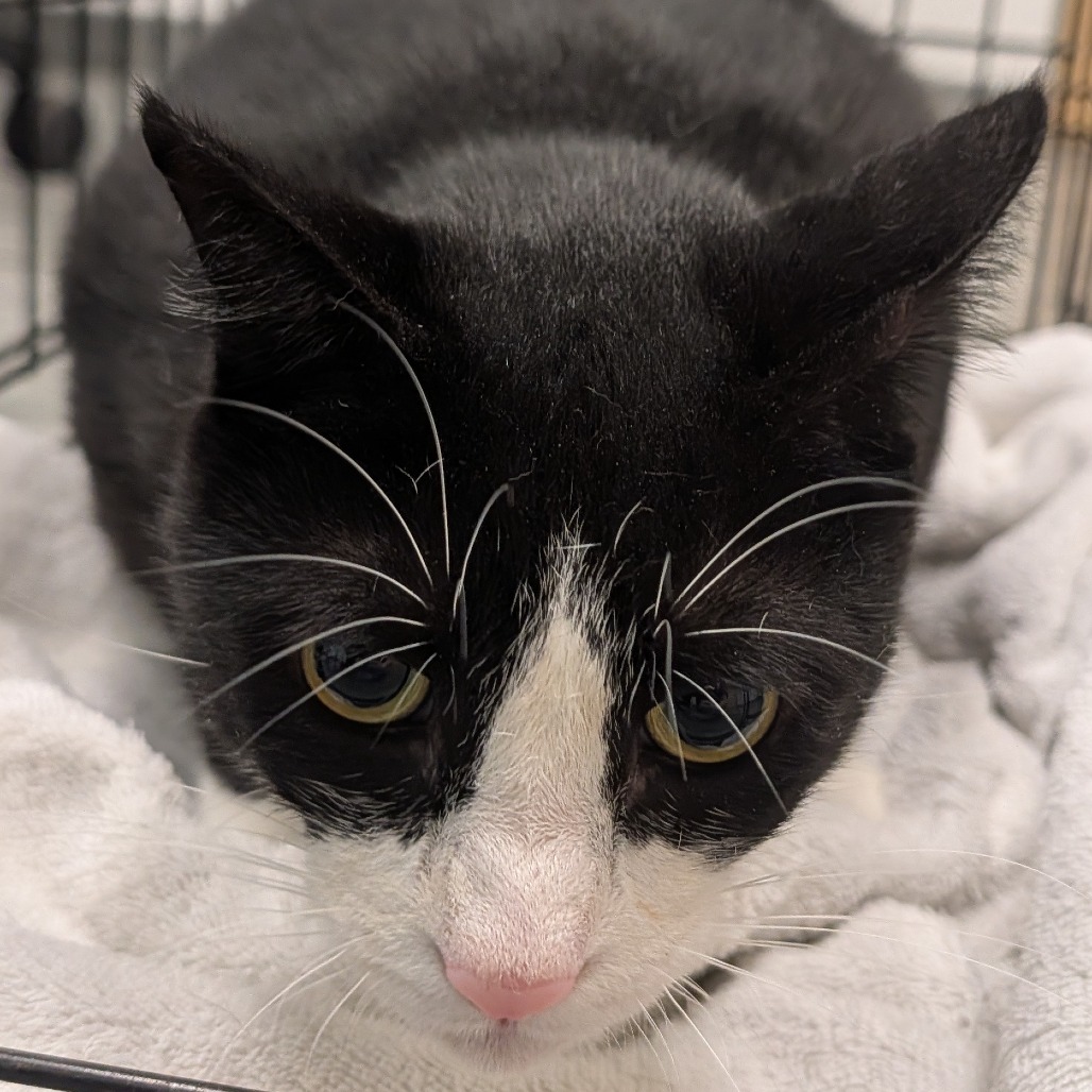 FOX - Domestic Shorthair available for adoption