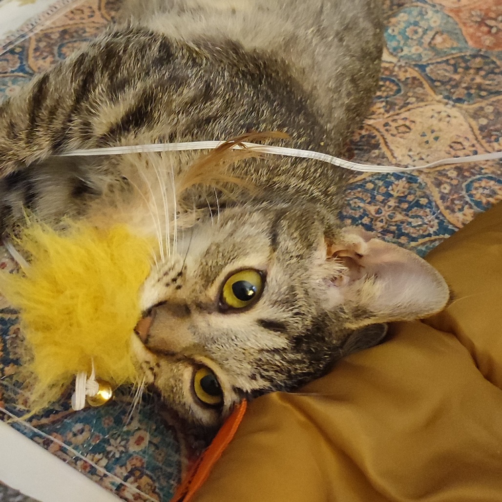 Tedi — thumbnail 3