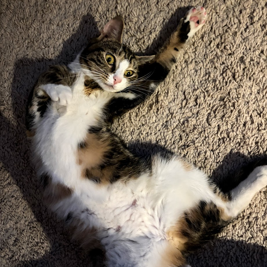 ATHENA - Domestic Shorthair available for adoption