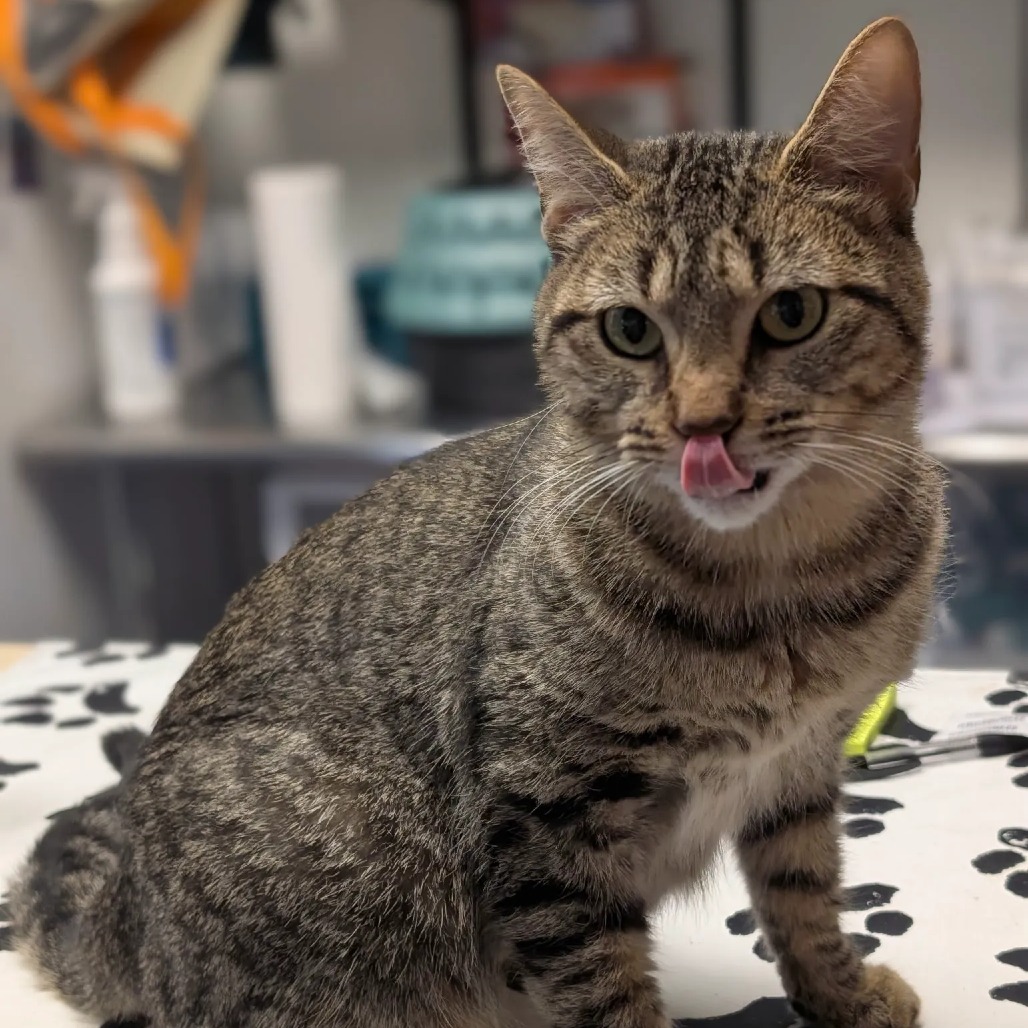 Poppy Seed Muffin, a Domestic Shorthair