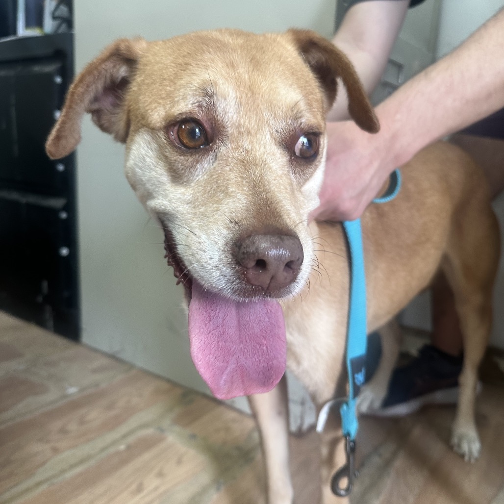 CANOPHILIA - Retriever, Labrador / Mix available for adoption