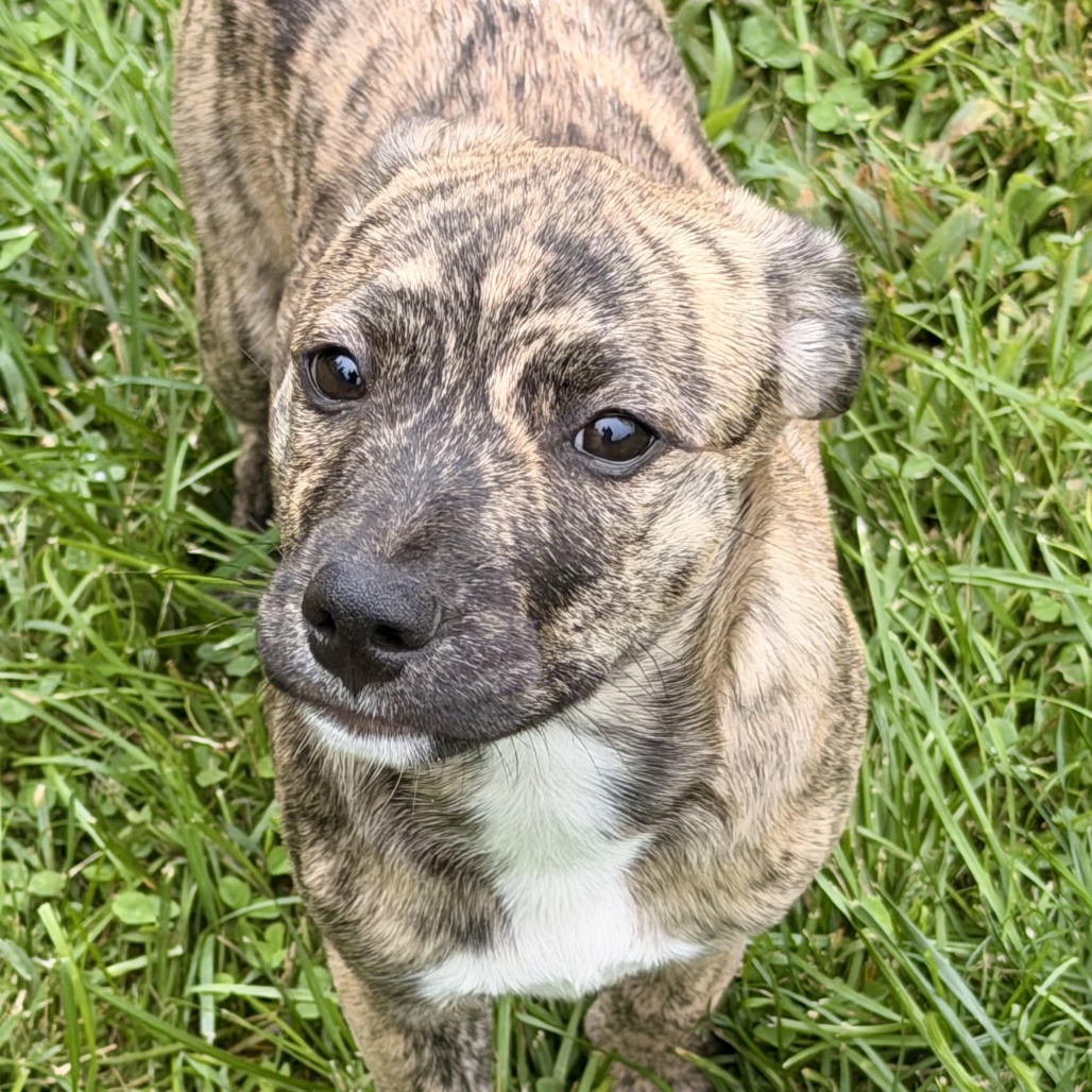 TIERRA - Shepherd, Australian / Hound, Plott available for adoption
