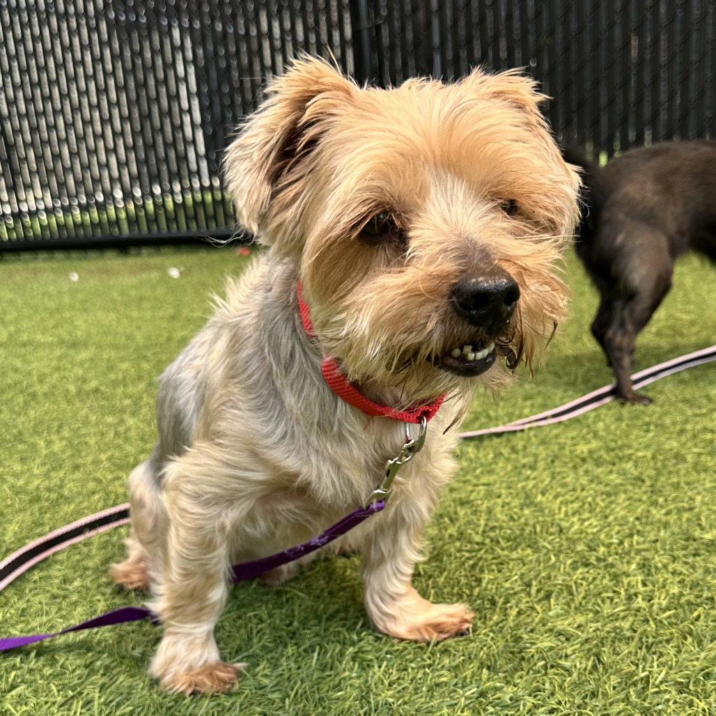 COOPER - Terrier, Yorkshire, Yorkie / Mixed Breed (Small) available for adoption