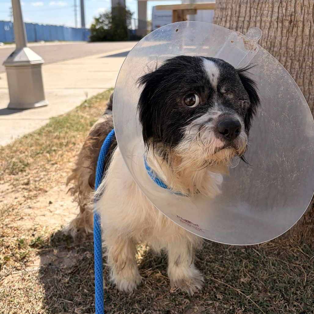 CHUCHO - Terrier available for adoption