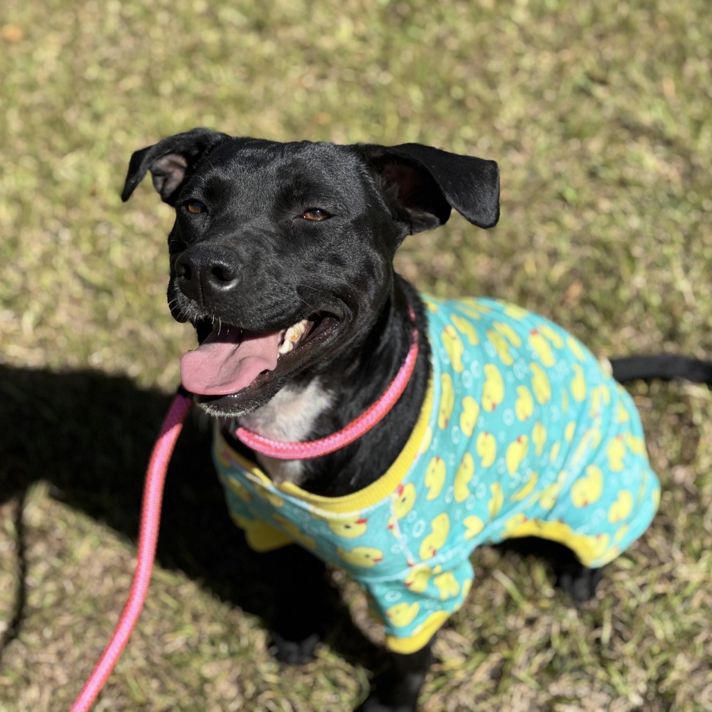 Tia (waiting for 1 1/2 years), photo 11