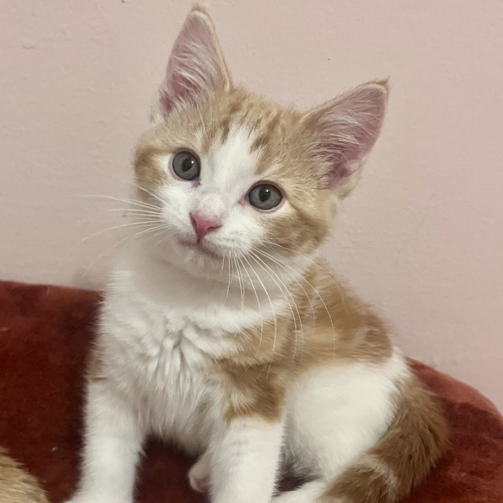 Photo of Enchilada