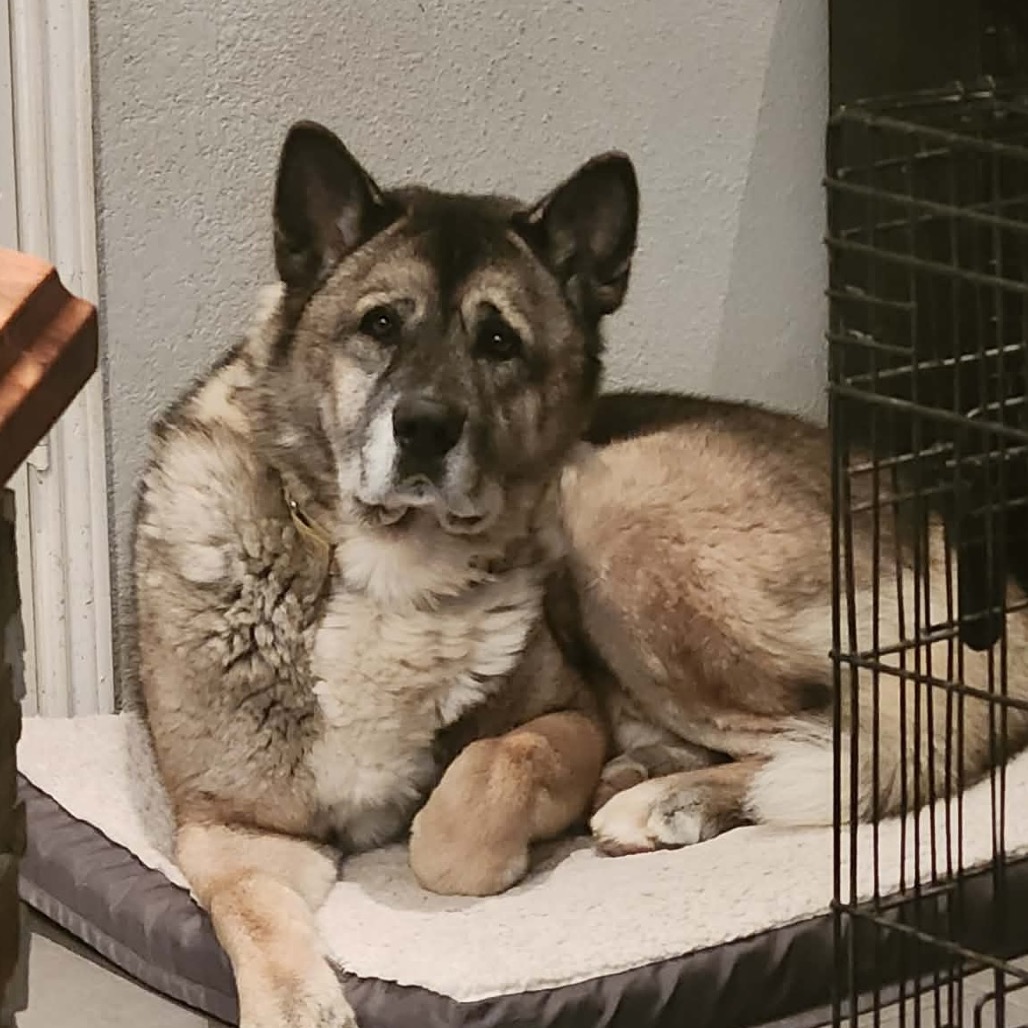Photo of Moose